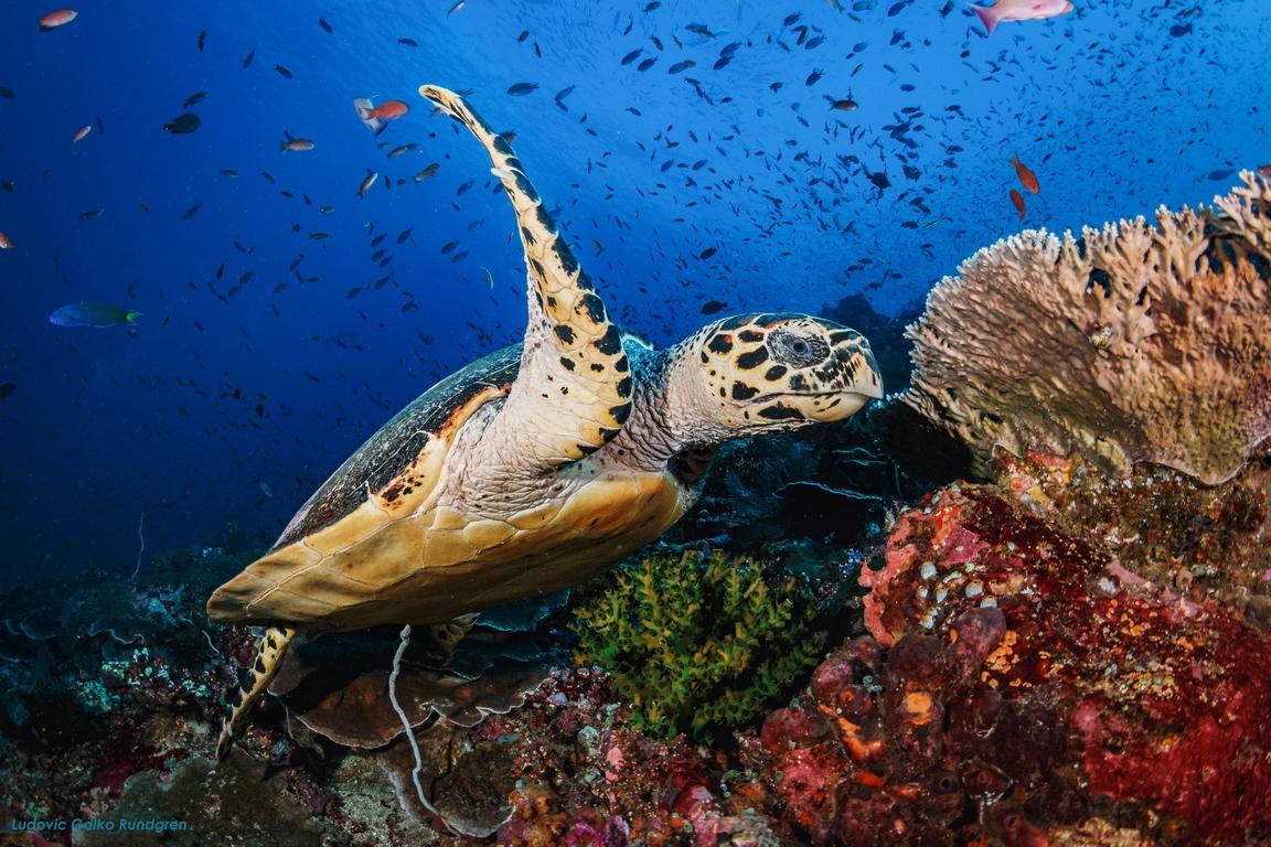 Dragon Dive Komodo Dive Resort Labuan Bajo Exterior photo