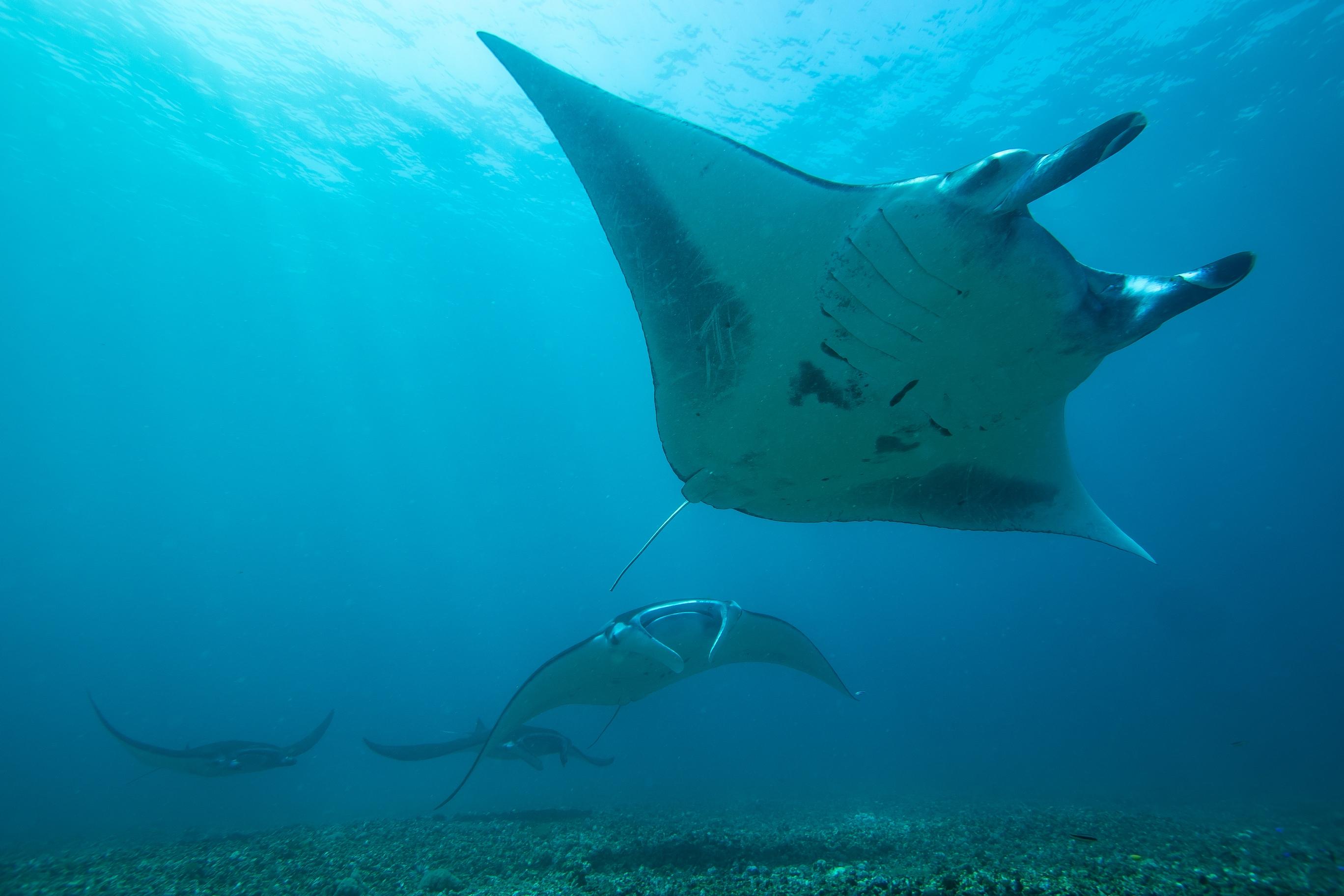 Dragon Dive Komodo Dive Resort Labuan Bajo Exterior photo